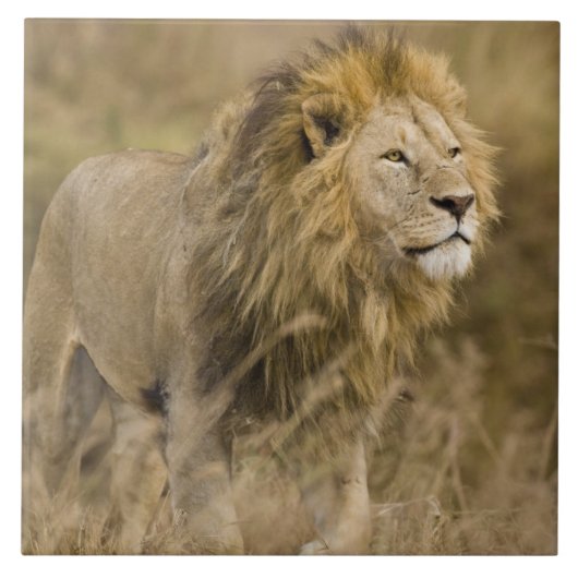 Afrika. Tansania Male Lion in Ngorongoro Fliese (Vorderseite)