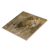 Afrika. Tansania Male Lion in Ngorongoro Fliese (Seite)