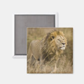 Afrika. Tansania Male Lion in Ngorongoro Magnet (Vorderseite/Rückseite)