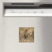 Afrika. Tansania Male Lion in Ngorongoro Magnet (In Situ (Geschirrspüler))