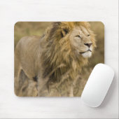 Afrika. Tansania Male Lion in Ngorongoro Mousepad (Mit Mouse)