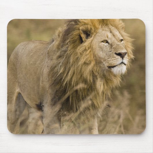 Afrika. Tansania Male Lion in Ngorongoro Mousepad (Vorne)