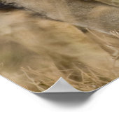 Afrika. Tansania Male Lion in Ngorongoro Poster (Ecke)