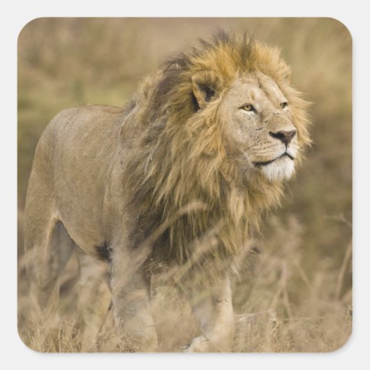 Afrika. Tansania Male Lion in Ngorongoro Quadratischer Aufkleber (Vorderseite)