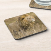 Afrika. Tansania Male Lion in Ngorongoro Untersetzer (Linke Seite)