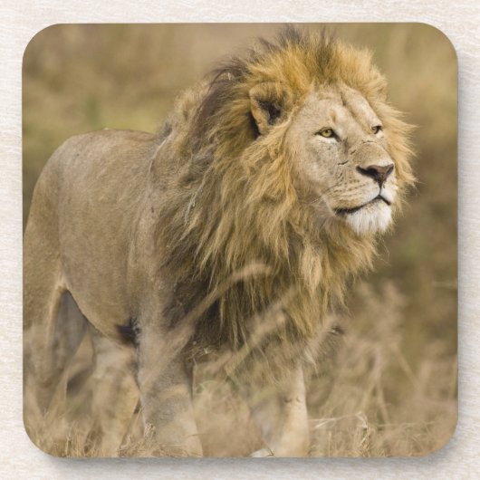 Afrika. Tansania Male Lion in Ngorongoro Untersetzer (Vorderseite)