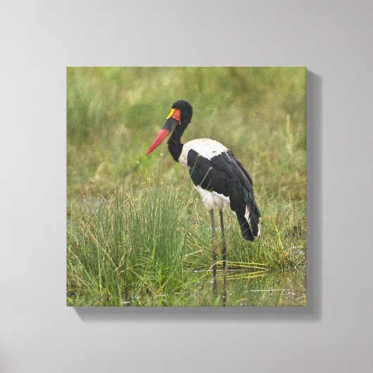 Afrika. Tansania Male Saddle-Lakai Stork Leinwanddruck (Vorderseite)