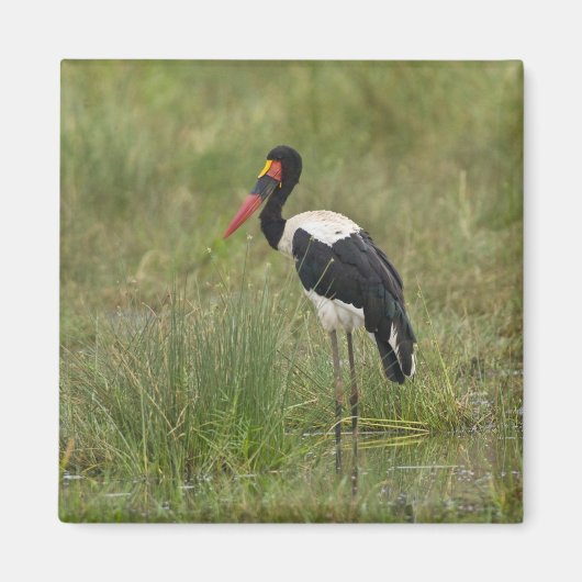 Afrika. Tansania Male Saddle-Lakai Stork Magnet (Vorne)