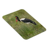 Afrika. Tansania Male Saddle-Lakai Stork Magnet (Rechte Seite)