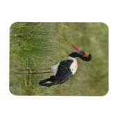 Afrika. Tansania Male Saddle-Lakai Stork Magnet (Horizontal)