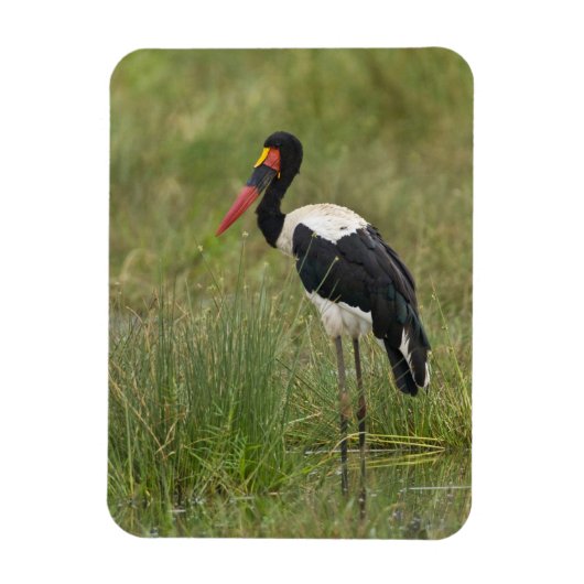 Afrika. Tansania Male Saddle-Lakai Stork Magnet (Vertikal)