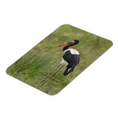 Afrika. Tansania Male Saddle-Lakai Stork Magnet (Linke Seite)