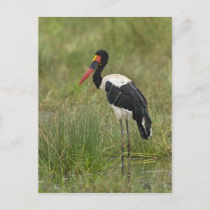 Afrika. Tansania Male Saddle-Lakai Stork Postkarte