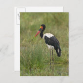 Afrika. Tansania Male Saddle-Lakai Stork Postkarte (Vorne/Hinten)