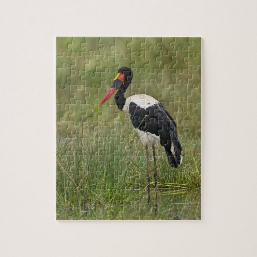 Afrika. Tansania Male Saddle-Lakai Stork Puzzle (Vertikal)