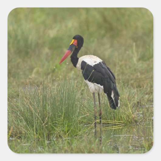 Afrika. Tansania Male Saddle-Lakai Stork Quadratischer Aufkleber (Vorderseite)