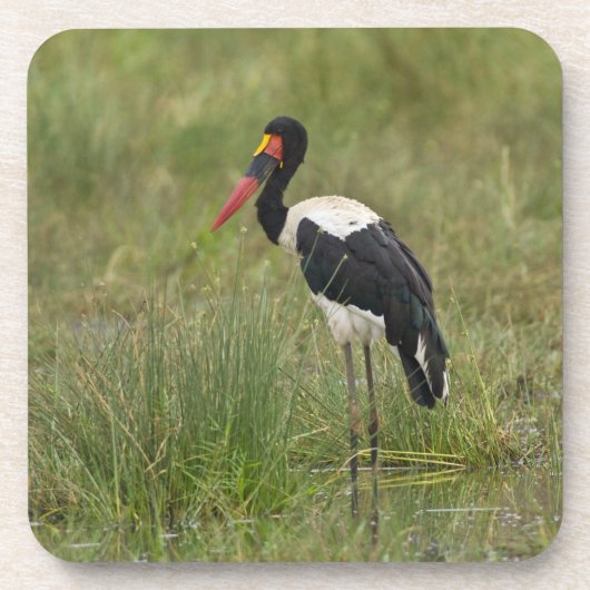 Afrika. Tansania Male Saddle-Lakai Stork Untersetzer (Vorderseite)