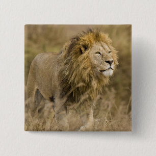 Afrika. Tansania. Männlicher Löwe am Ngorongoro Button