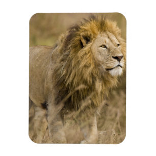 Afrika. Tansania. Männlicher Löwe am Ngorongoro Magnet