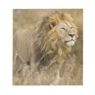 Afrika. Tansania. Männlicher Löwe am Ngorongoro Notizblock