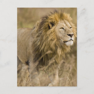 Afrika. Tansania. Männlicher Löwe am Ngorongoro Postkarte
