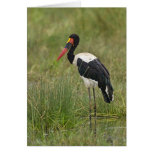 Afrika. Tansania. Männlicher Sattelstorch