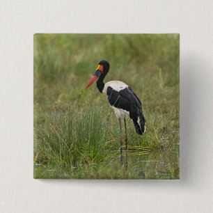 Afrika. Tansania. Männlicher Sattelstorch Button
