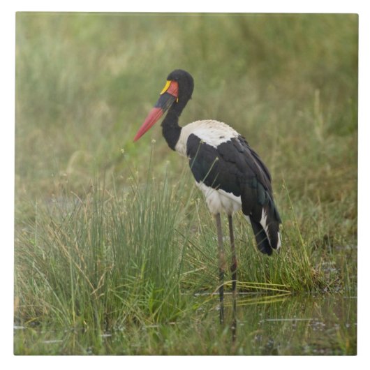 Afrika. Tansania. Männlicher Sattelstorch Fliese (Vorderseite)