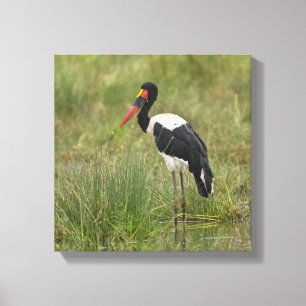 Afrika. Tansania. Männlicher Sattelstorch Leinwanddruck
