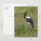 Afrika. Tansania. Männlicher Sattelstorch Postkarte (Vorne/Hinten)