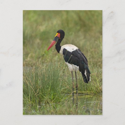 Afrika. Tansania. Männlicher Sattelstorch Postkarte (Vorderseite)