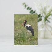 Afrika. Tansania. Männlicher Sattelstorch Postkarte (Stehend Vorderseite)
