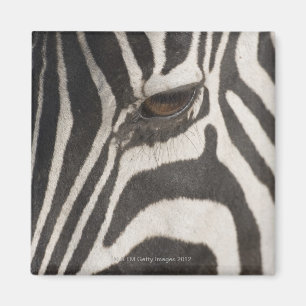 Afrika, Tansania, Ngorongoro Naturschutzgebiet Magnet
