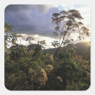 Afrika, Tansania, Ngorongoro-Schutzgebiet, Quadratischer Aufkleber