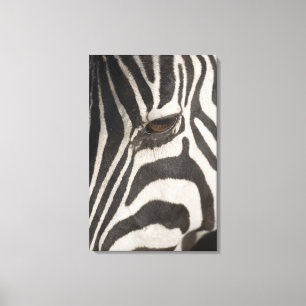 Afrika, Tansania, Schutzgebiet Ngorongoro Leinwanddruck