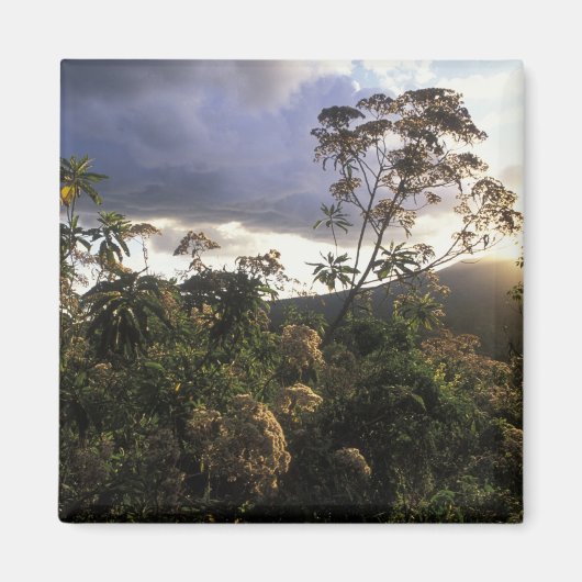 Afrika, Tansania, Schutzgebiet Ngorongoro, Magnet (Vorne)