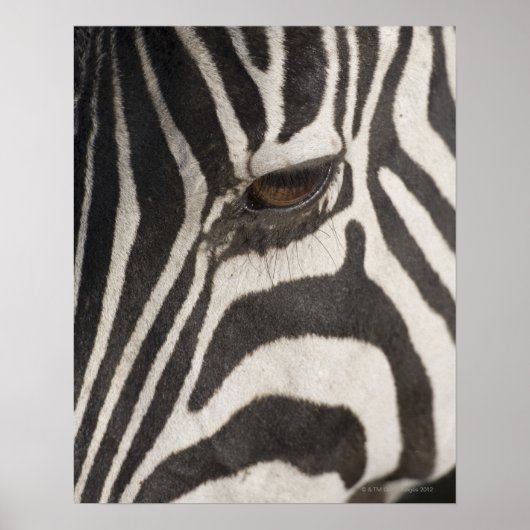 "Afrika, Tansania, Schutzgebiet Ngorongoro" Poster (Vorne)