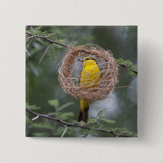 Afrika. Tansania Schwarzer Necked Weaver Button (Vorderseite)