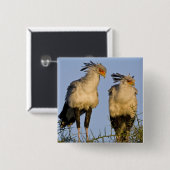 Afrika. Tansania Secretary Birds at Ndutu Button (Vorne & Hinten)