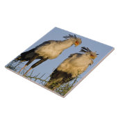 Afrika. Tansania Secretary Birds at Ndutu Fliese (Seite)