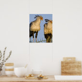 Afrika. Tansania Secretary Birds at Ndutu in Poster (Küche)