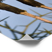 Afrika. Tansania Secretary Birds at Ndutu in Poster (Ecke)