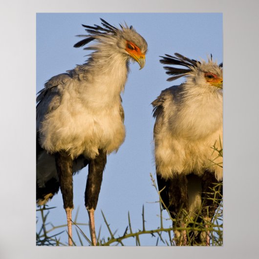 Afrika. Tansania Secretary Birds at Ndutu in Poster (Vorne)