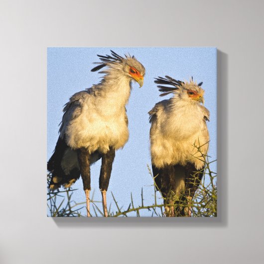 Afrika. Tansania Secretary Birds at Ndutu Leinwanddruck (Vorderseite)