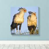 Afrika. Tansania Secretary Birds at Ndutu Leinwanddruck (Insitu (Holzboden))