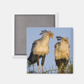 Afrika. Tansania Secretary Birds at Ndutu Magnet (Vorderseite/Rückseite)