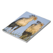 Afrika. Tansania Secretary Birds at Ndutu Notizblock (Rotiert)