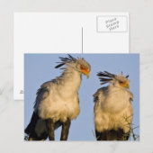 Afrika. Tansania Secretary Birds at Ndutu Postkarte (Vorne/Hinten)