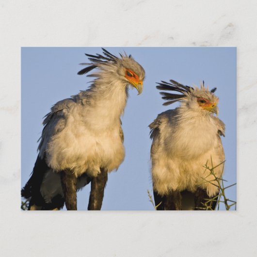 Afrika. Tansania Secretary Birds at Ndutu Postkarte (Vorderseite)