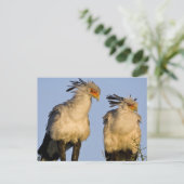 Afrika. Tansania Secretary Birds at Ndutu Postkarte (Stehend Vorderseite)